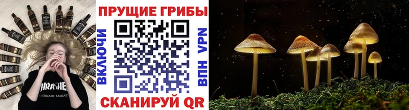 Псилоцибиновые грибы GOLDEN TEACHER Балашиха